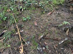 IMG_3662.jpeg