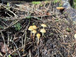 IMG_3665.jpeg