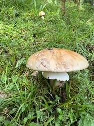 IMG_3667.jpeg