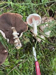 IMG_3672.jpeg