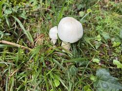 IMG_3678.jpeg