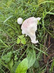 IMG_3682.jpeg