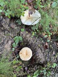 IMG_3685.jpeg