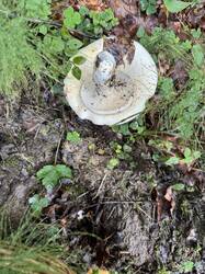 IMG_3686.jpeg
