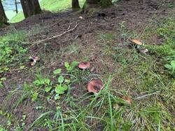 IMG_3703.jpeg