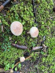 IMG_3712.jpeg