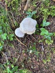 IMG_3721.jpeg