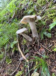 IMG_3722.jpeg