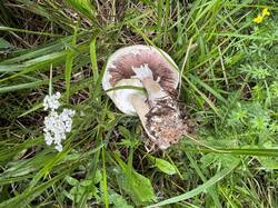 IMG_3727.jpeg