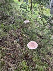 IMG_3739.jpeg
