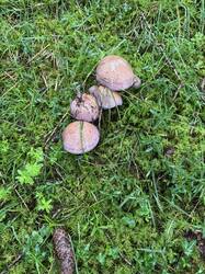 IMG_3746.jpeg