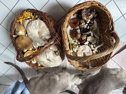 IMG_3747.jpeg