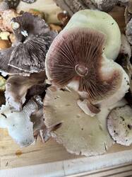IMG_3752.jpeg
