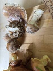 IMG_3753.jpeg