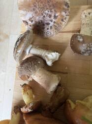 IMG_3754.jpeg
