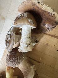 IMG_3755.jpeg
