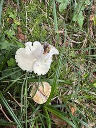 IMG_3849.jpeg