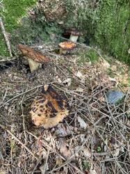IMG_3907.jpeg