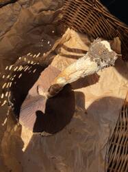 IMG_3918.jpeg