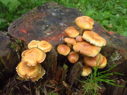 IMG_4719.thumb.JPG.bbc55479b5888daf39e08bc207d28472.JPG