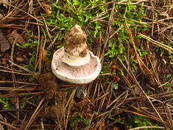 IMG_4765.thumb.JPG.7a02a67b723ed5d128081ca72cc24b70.JPG