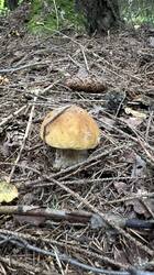 IMG_4776.jpeg