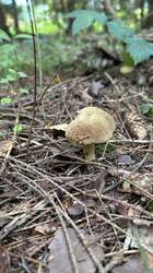 IMG_4777.jpeg