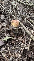 IMG_4779.jpeg