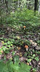 IMG_4783.jpeg