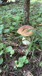 IMG_4793.jpeg