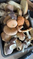 IMG_4830.jpeg