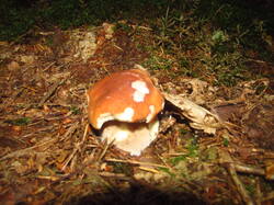 IMG_4886.thumb.JPG.38ddfdf1e334a2775fe240d67b5f5090.JPG