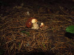 IMG_4909.thumb.JPG.76cbce7249c65fd43dd589c359ab45d1.JPG