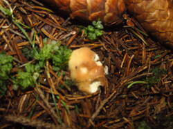 IMG_4912.thumb.JPG.2daf466544a33f61340c93078e70adbd.JPG