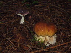 IMG_4938.thumb.JPG.fb905f11bb6dc92ab2573aa54c156dde.JPG