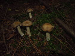 IMG_4978.thumb.JPG.a3ca55de039ae26be7098c494a8f609e.JPG