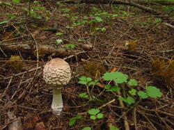 IMG_5002.thumb.JPG.32613f6be4cc9927c6e064ca4235809b.JPG