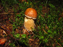 IMG_5014.thumb.JPG.4c30c7bb29e9945f3e1403270c690658.JPG