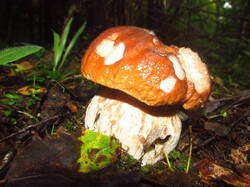 IMG_5055.thumb.JPG.9f793b9fbe26932cc74b3765bdda0386.JPG