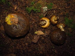 IMG_5075.thumb.JPG.184812cf051303ff92206b57645b3b0b.JPG