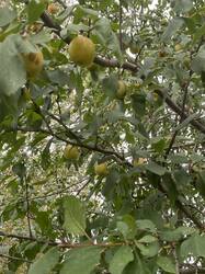 IMG_5884.thumb.jpg.eef6bd708ada14bee24644a2a65ab63b.jpg
