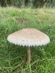 IMG_5906.thumb.jpg.435a7a2d488c008731f5e2b8ec6a6de3.jpg