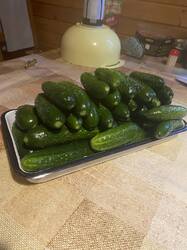 IMG_5920.thumb.jpg.f240d0595660d4475dfc161cff0fdf71.jpg