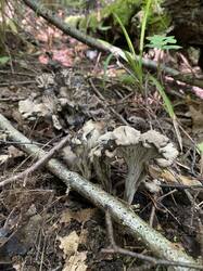 IMG_7072.jpeg
