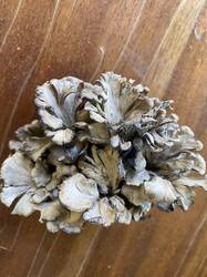 IMG_7084.jpeg