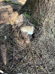 IMG_8283.thumb.JPEG.9c43da9dfbbd64fa1ab083f0d665eeee.JPEG