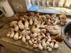 IMG_8292.thumb.JPEG.b0e852a26b6b59843b92da132d2d18f2.JPEG