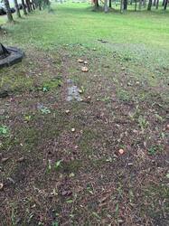 IMG_8375.jpeg