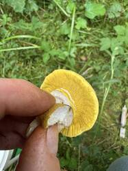 IMG_8565.jpeg