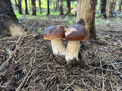 IMG_8800.thumb.JPEG.2a4b7c65a463f37e952b0f8f63ba24aa.JPEG